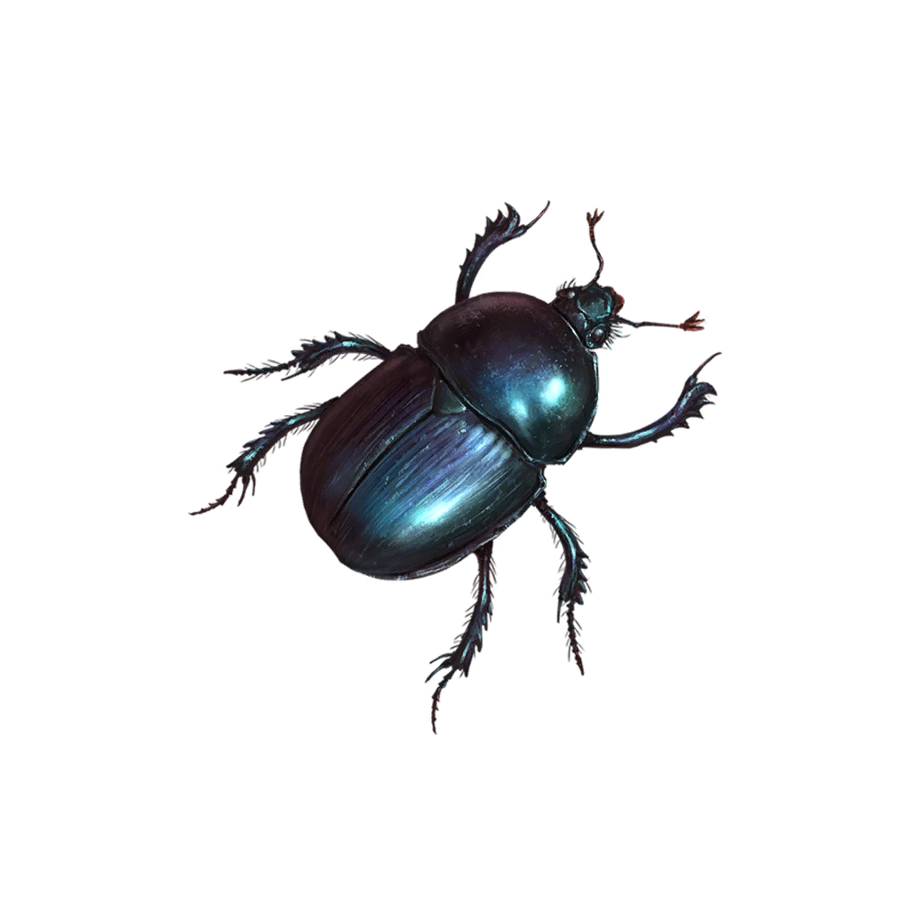 Beetle